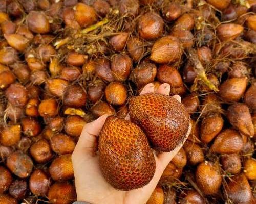 Buah Salak: Sejarah, Manfaat, dan Cara Menanam