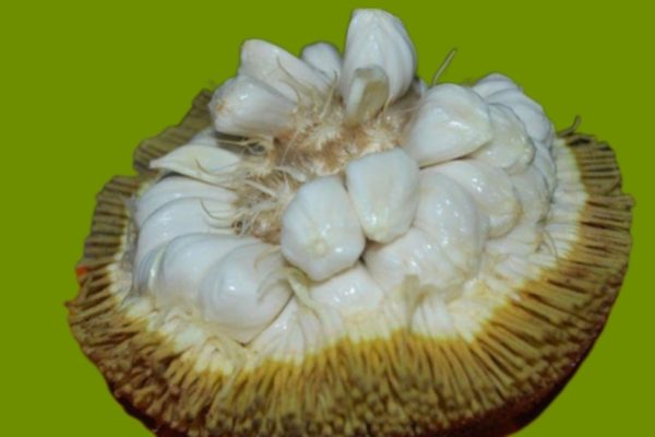 Keajaiban Buah Terap: Manfaat dan Khasiatnya