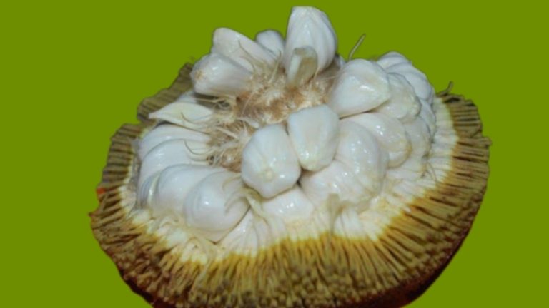 Keajaiban Buah Terap: Manfaat dan Khasiatnya