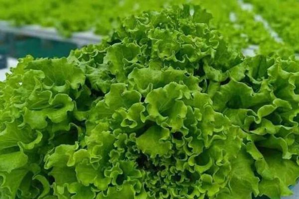 Keajaiban Tumbuhan Selada: Manfaat dan Khasiatnya