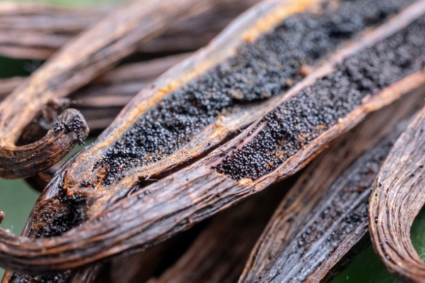 “Keajaiban Vanilla: Menelusuri Keindahan Buah Polong Vanilla”