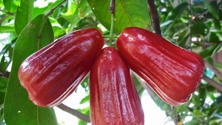 Manfaat dan kelezatan buah Jambu Air